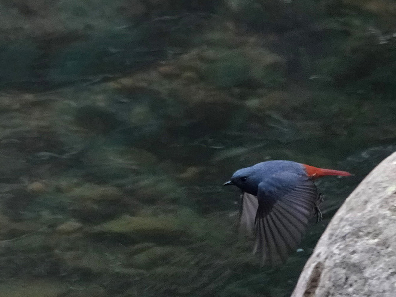 鉛色水鶇飛行圖