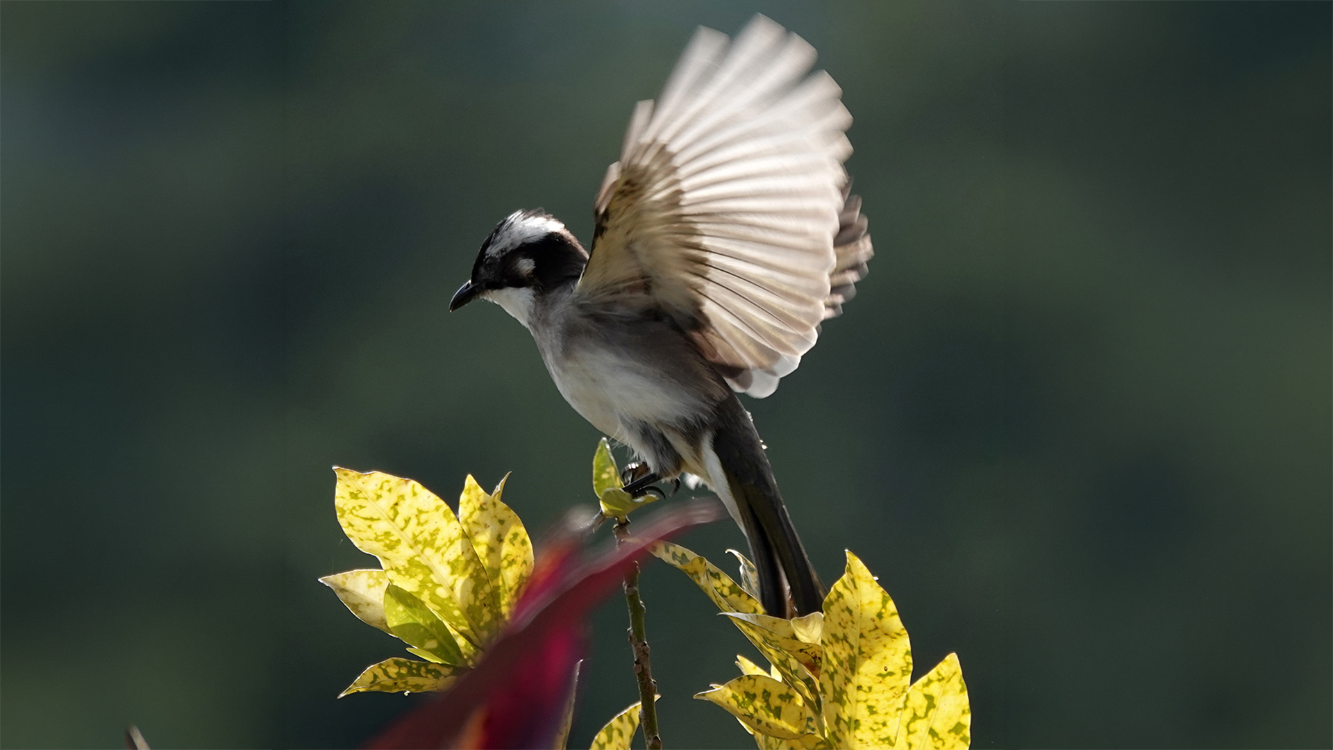鳥類專區