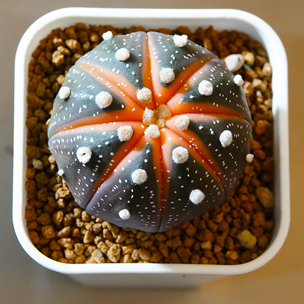 多肉植物1