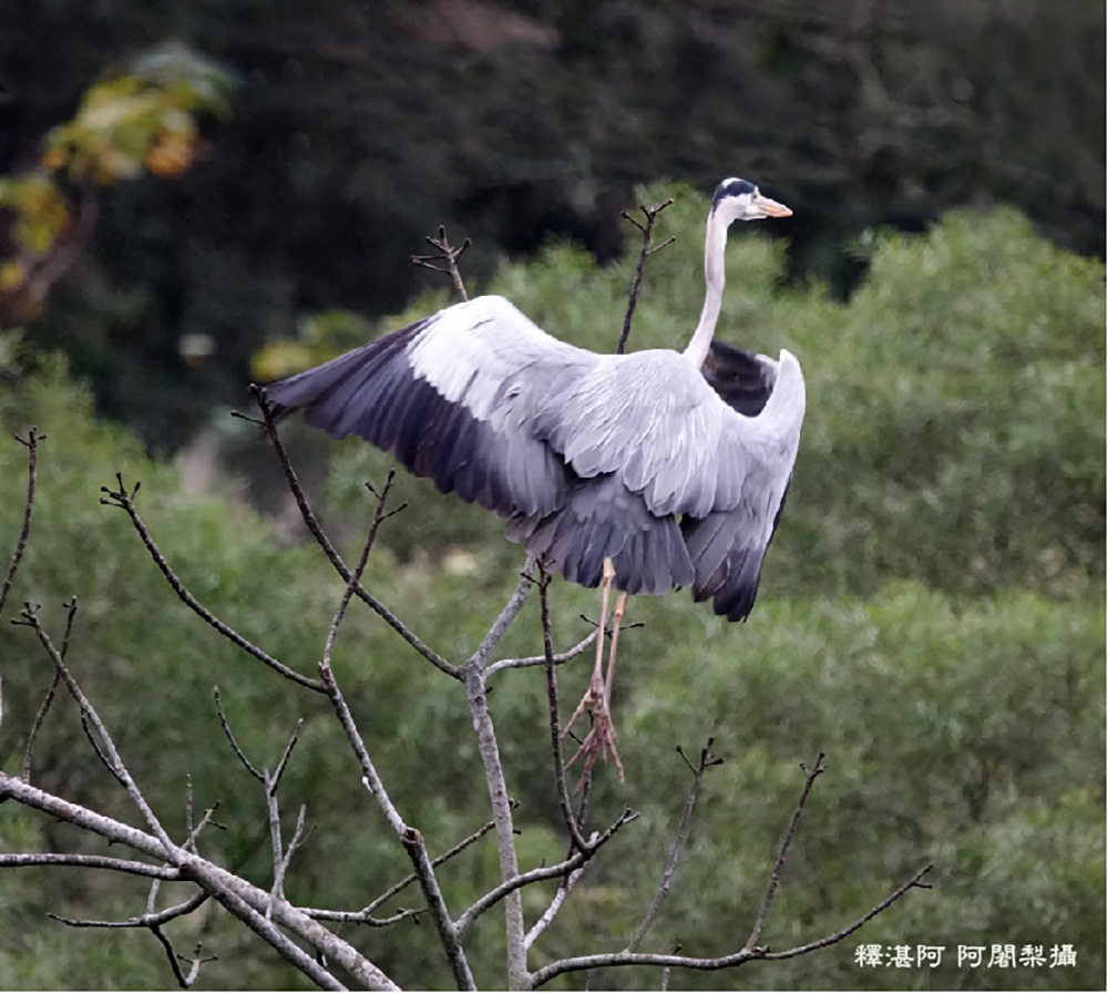 釋湛阿-Shi, Zhan-Ah--蒼鷺_烏塗窟