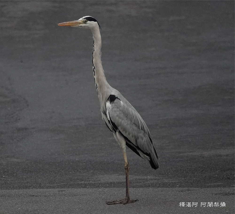 釋湛阿-Shi, Zhan-Ah-蒼鷺_烏塗窟