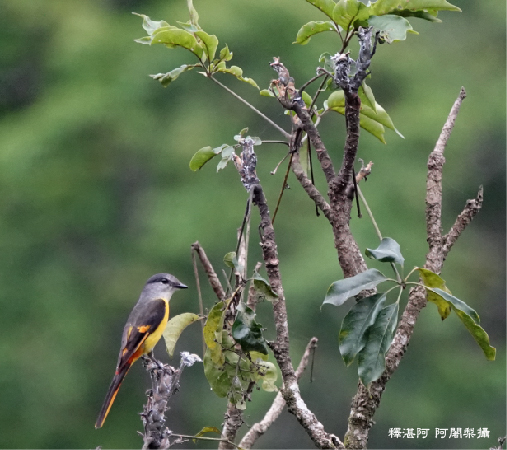 釋湛阿-Shi, Zhan-Ah-灰喉山椒鳥_烏塗窟