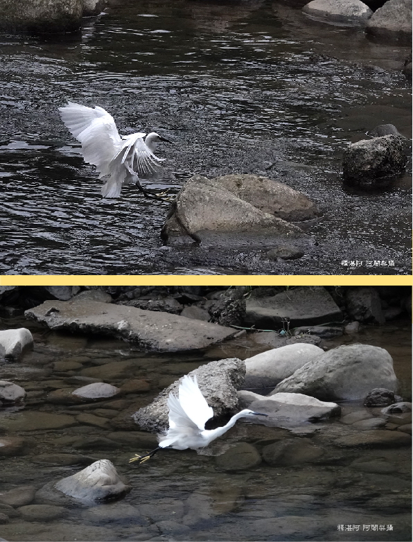 釋湛阿-Shi, Zhan-Ah-小白鷺_石碇溪