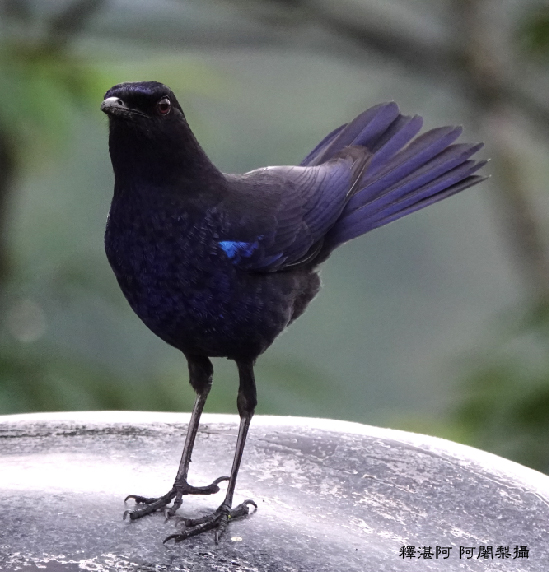 釋湛阿（Shi, Zhan-Ah）阿闍梨-拍鳥專輯-台灣紫嘯鶇_烏塗窟