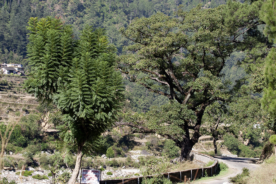 釋湛阿-Shi, Zhan-Ah--印度-預選道場-Uttarakhand（烏塔拉坎德邦）地區的風景