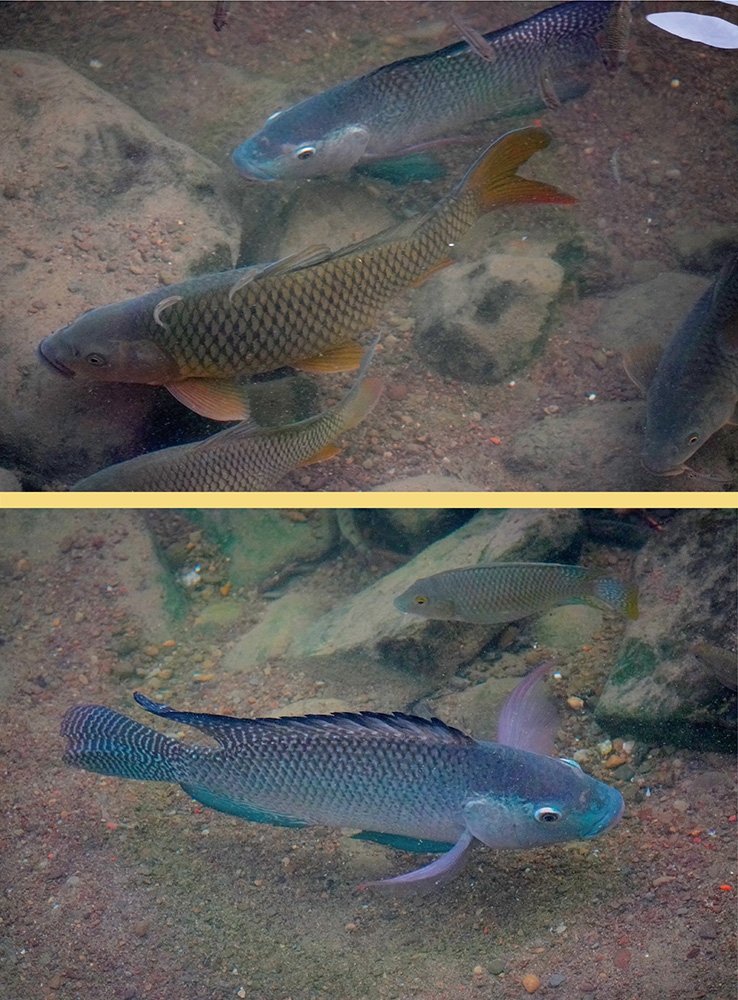 釋湛阿-Shi, Zhan-Ah--淡蘭古道-石碇段-美景-溪中魚