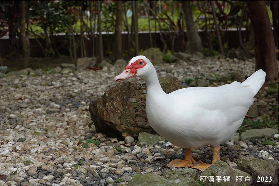 釋湛阿-Shi, Zhan-Ah--阿字道場-鴨子-阿白