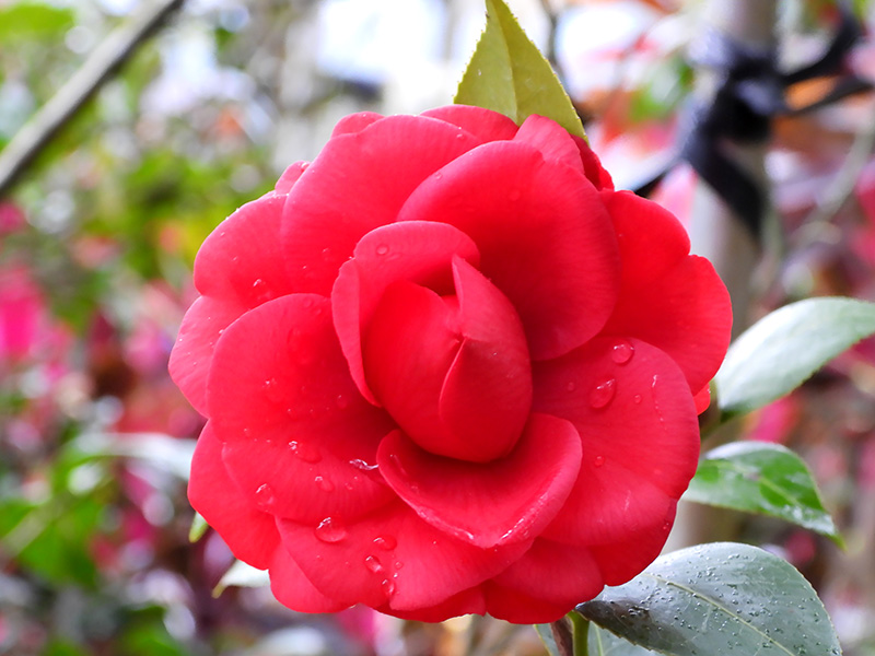 釋湛阿-Shi, Zhan-Ah-阿字道場-茶花-東京紅玫瑰