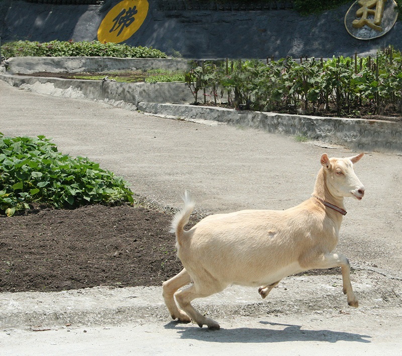 釋湛阿-Shi, Zhan-Ah--阿字道場-禪那