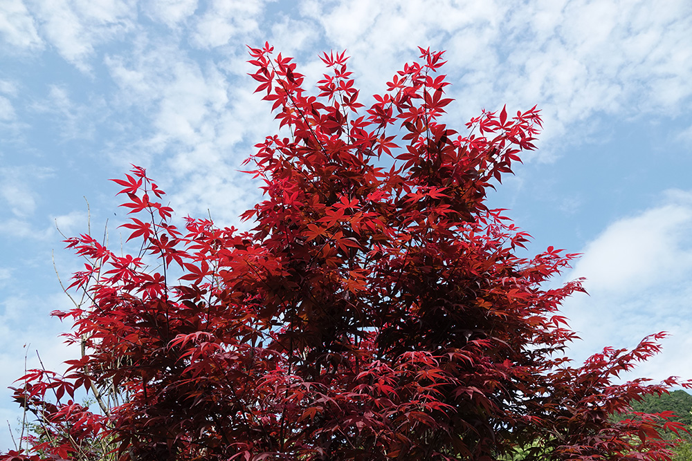 釋湛阿-Shi, Zhan-Ah-阿字道場-日本紅楓-紅猩猩品種