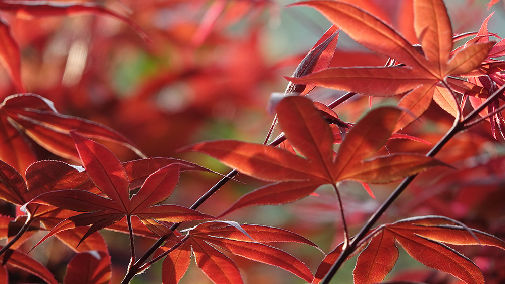 釋湛阿-Shi, Zhan-Ah-阿字道場-日本紅楓-紅猩猩品種