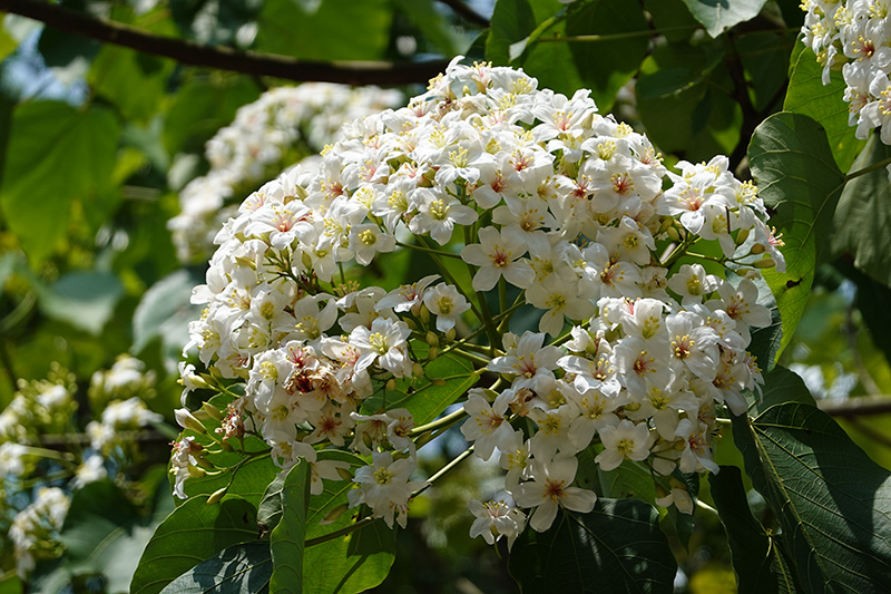 釋湛阿-Shi, Zhan-Ah-阿字道場-油桐花