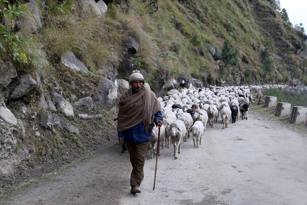 釋湛阿（Shi, Zhan-Ah）阿闍梨-親拍-拜龍卡蒂（Bhaironghati）居民 牧羊