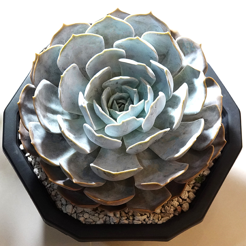 succulents-Shi, Zhan-Ah-photo