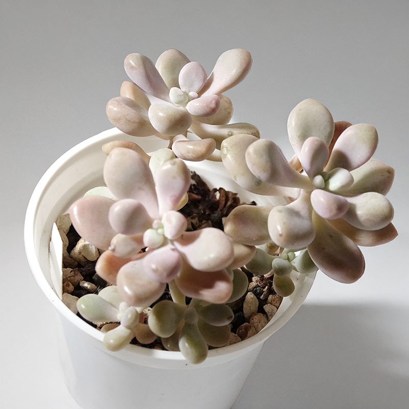 succulents-Shi, Zhan-Ah-photo