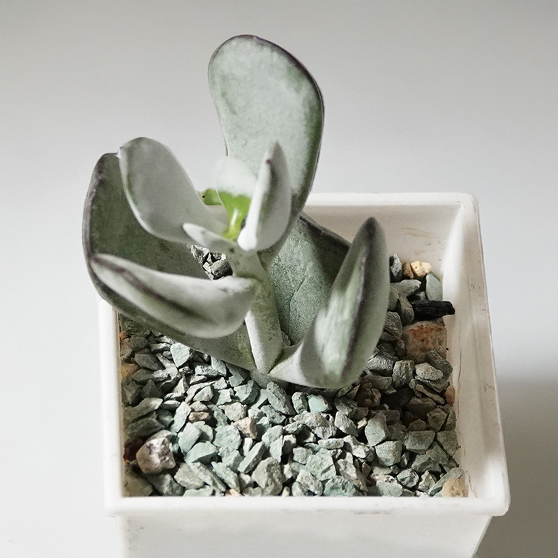 succulents-Shi, Zhan-Ah-photo