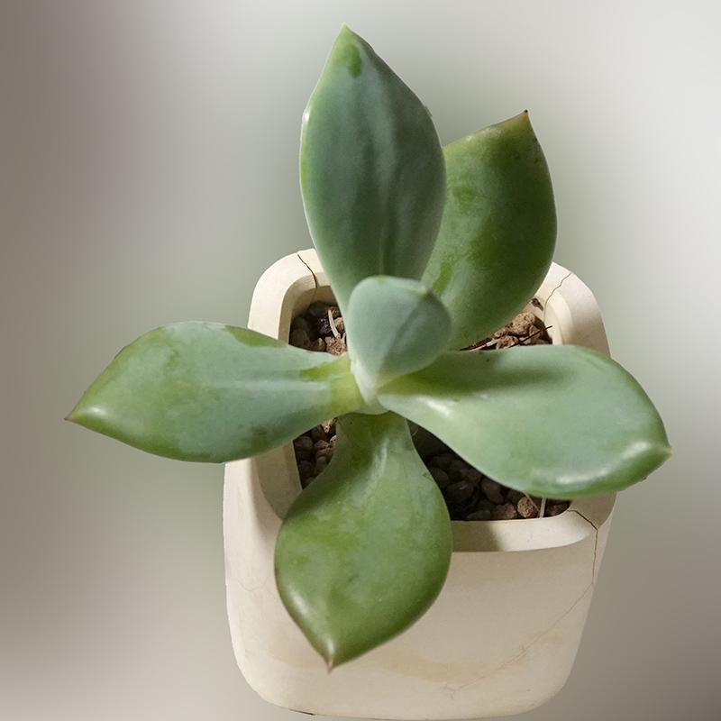 succulents-Shi, Zhan-Ah-photo