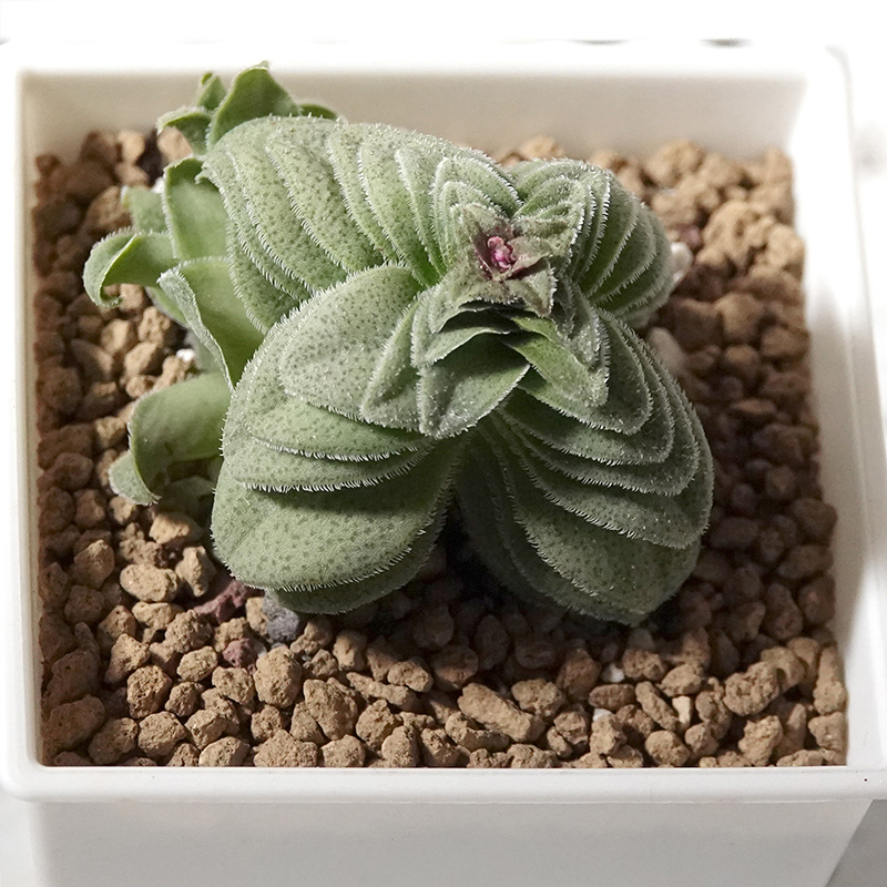 succulents-Shi, Zhan-Ah-photo
