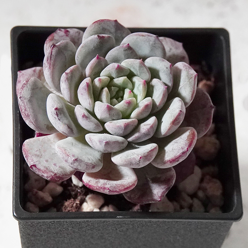 succulents-Shi, Zhan-Ah-photo
