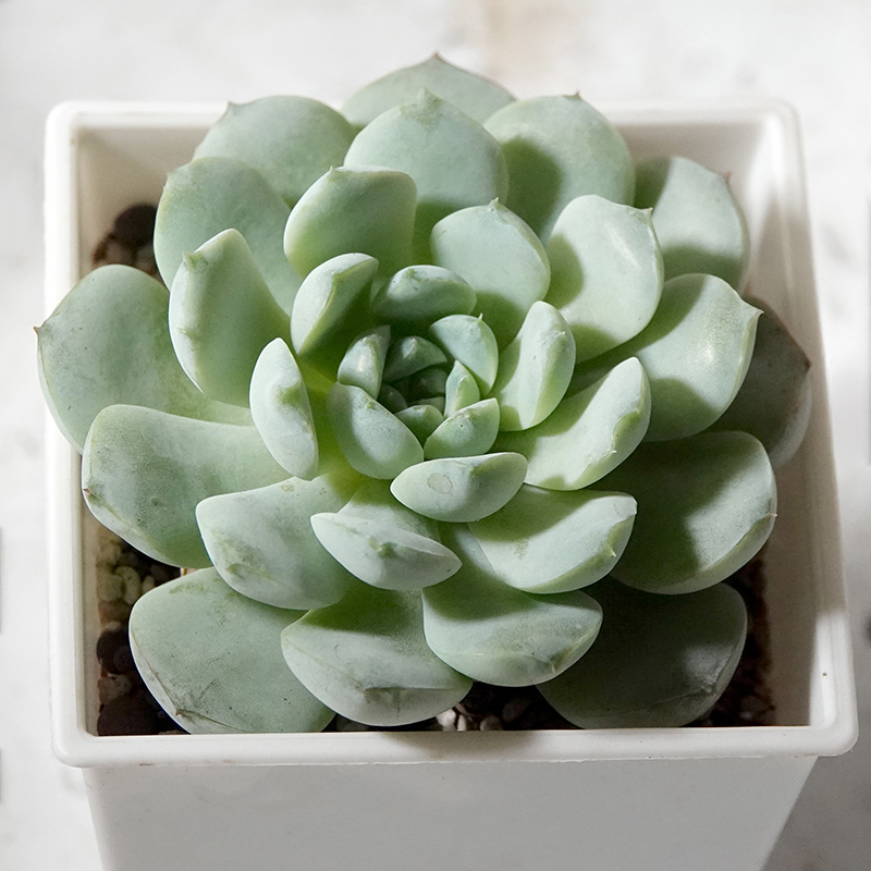 succulents-Shi, Zhan-Ah-photo
