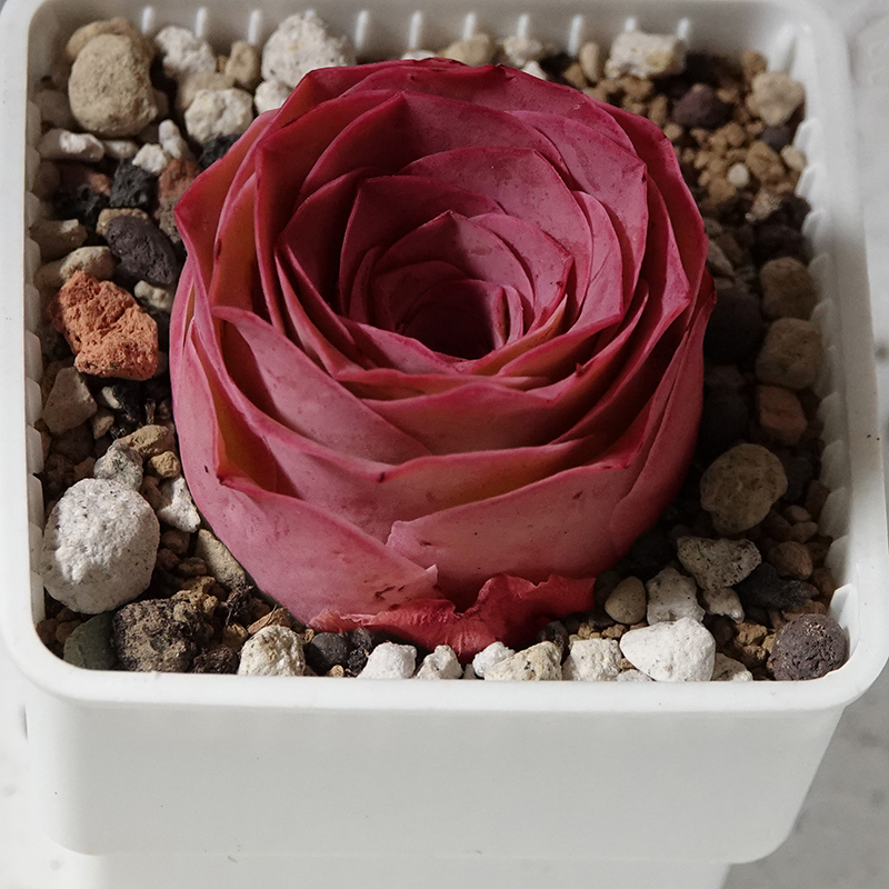 succulents-Shi, Zhan-Ah-photo