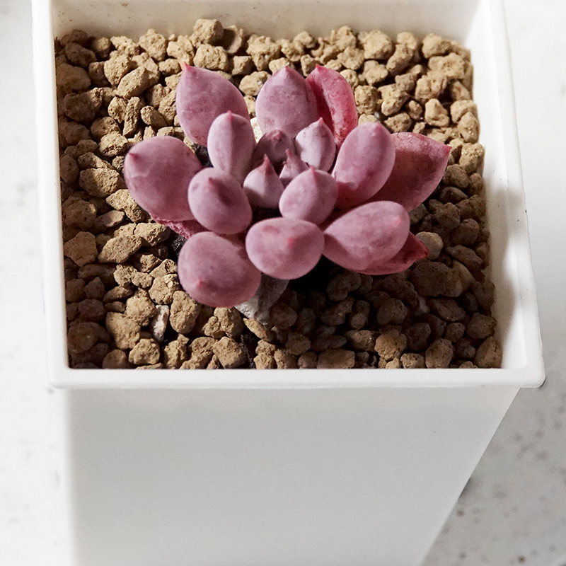 succulents-Shi, Zhan-Ah-photo
