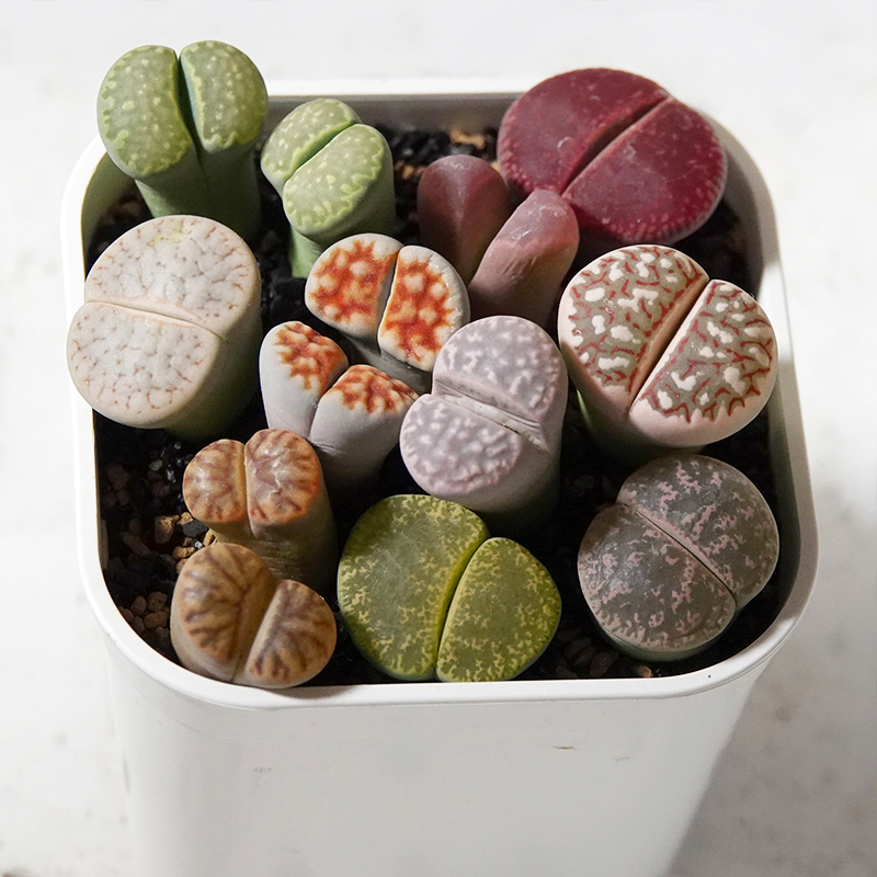 succulents-Shi, Zhan-Ah-photo