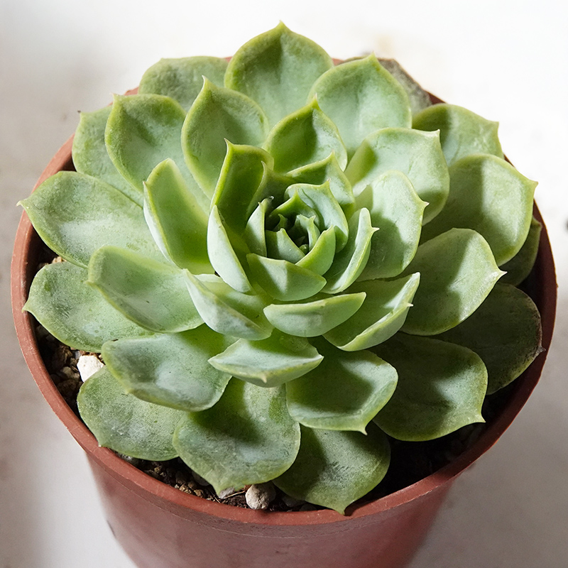 succulents-Shi, Zhan-Ah-photo