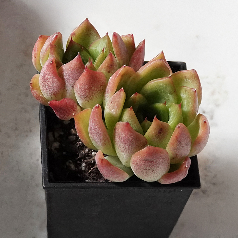 succulents-Shi, Zhan-Ah-photo