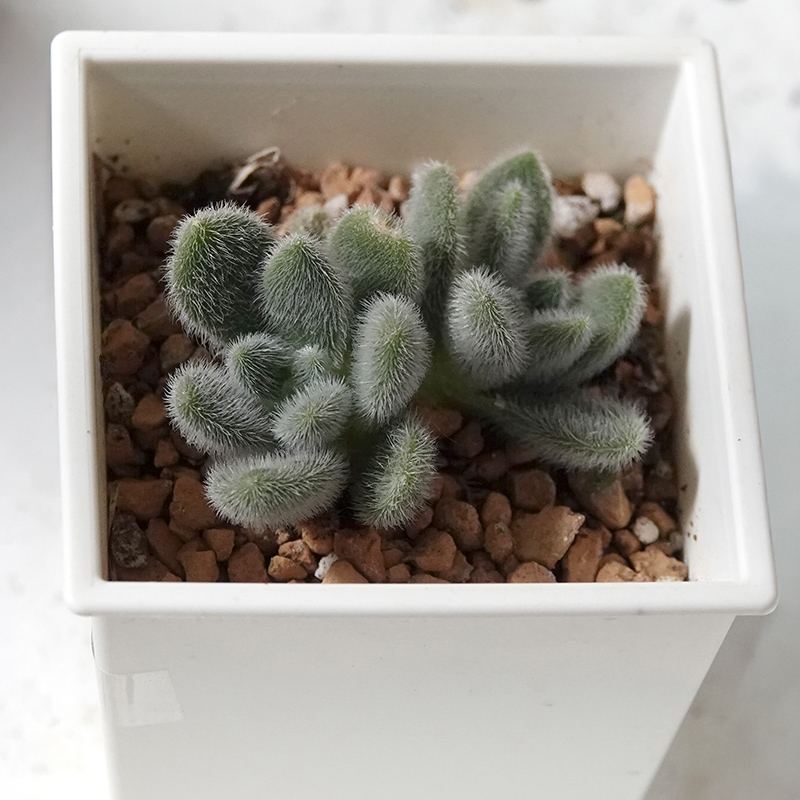 succulents-Shi, Zhan-Ah-photo
