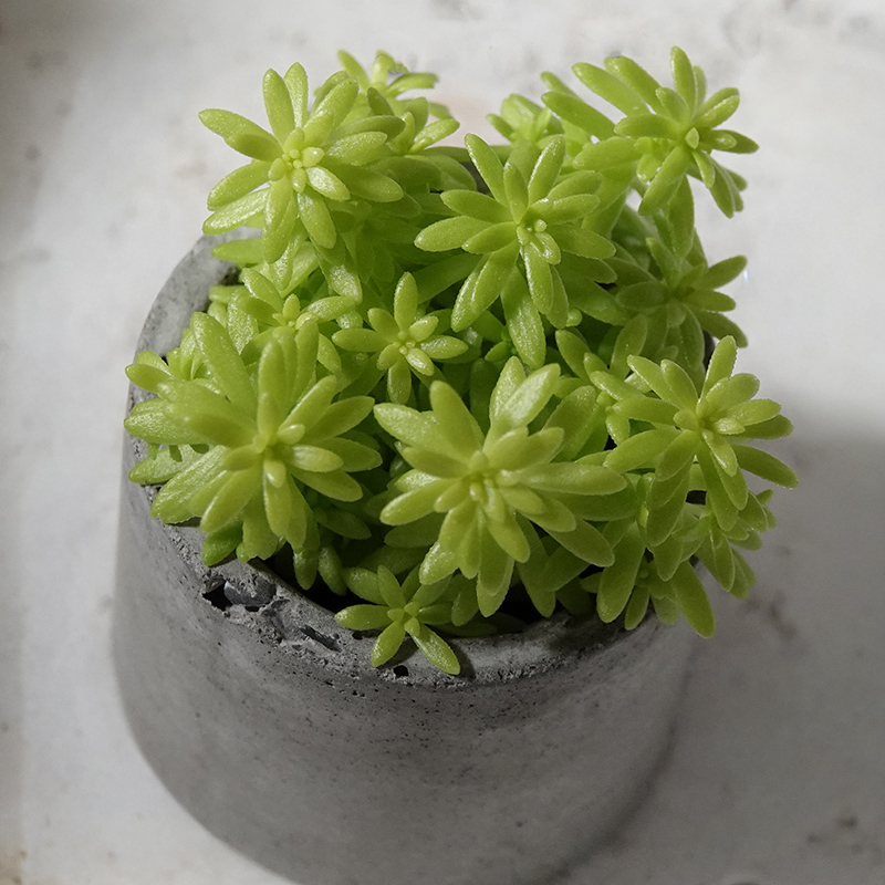 succulents-Shi, Zhan-Ah-photo