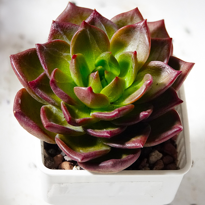 succulents-Shi, Zhan-Ah-photo