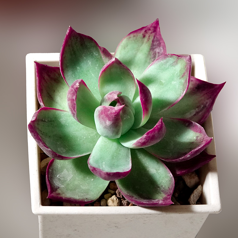 succulents-Shi, Zhan-Ah-photo