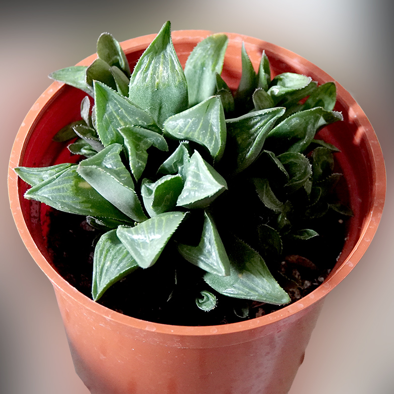 succulents-Shi, Zhan-Ah-photo