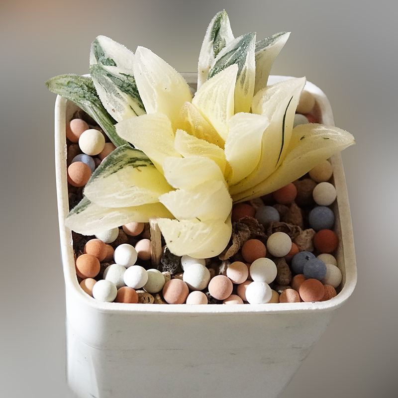 succulents-Shi, Zhan-Ah-photo