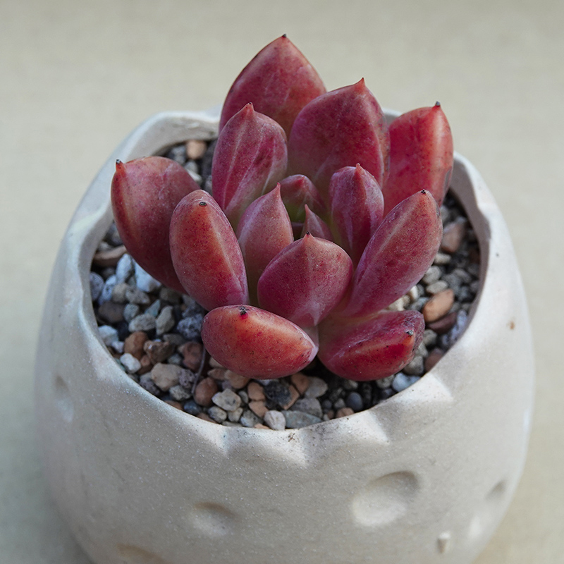 succulents-Shi, Zhan-Ah-photo