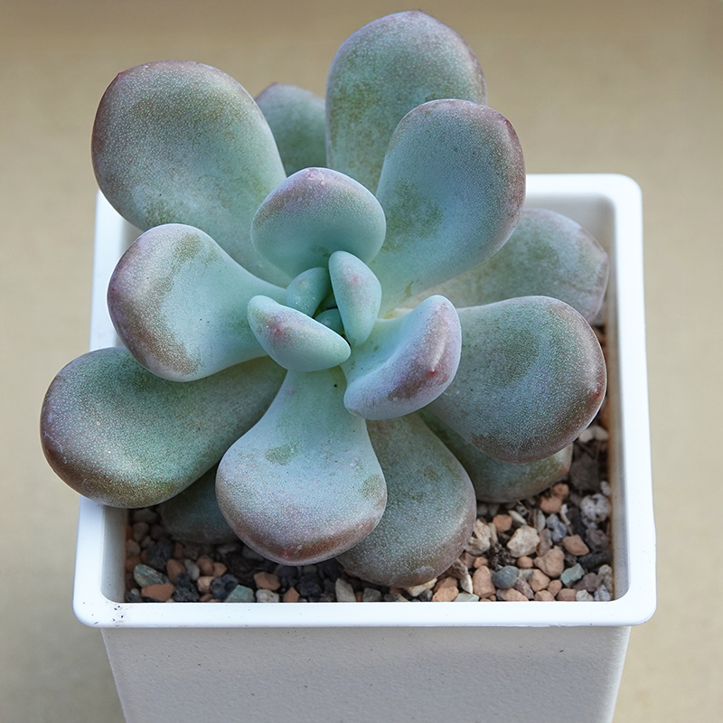 succulents-Shi, Zhan-Ah-photo