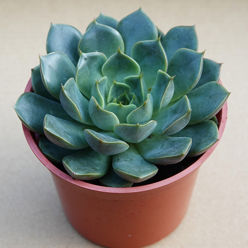 succulents-Shi, Zhan-Ah-photo