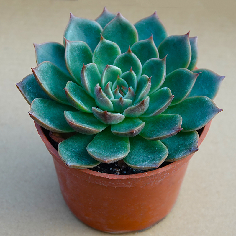 succulents-Shi, Zhan-Ah-photo