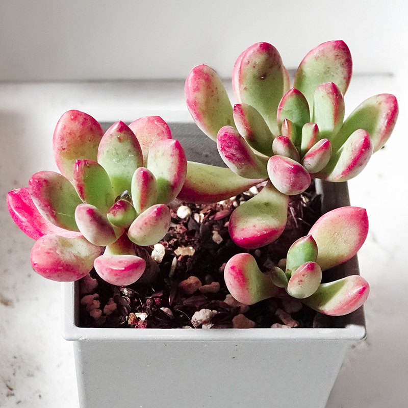 succulents-Shi, Zhan-Ah-photo