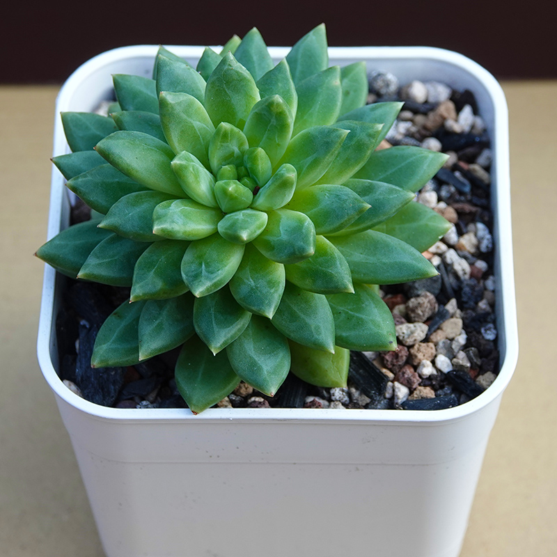 succulents-Shi, Zhan-Ah-photo