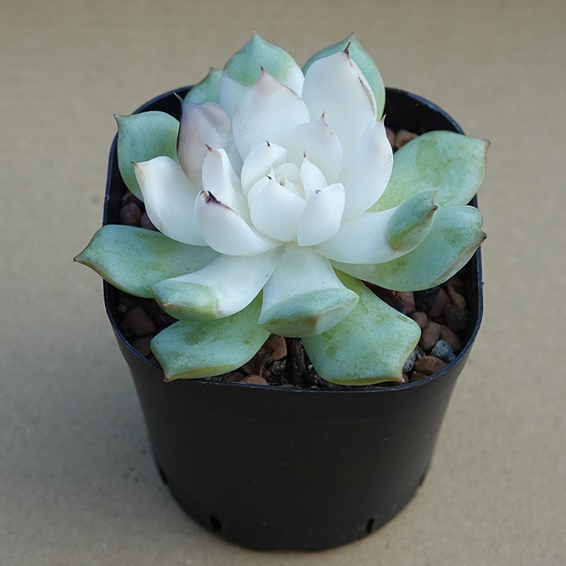 succulents-Shi, Zhan-Ah-photo