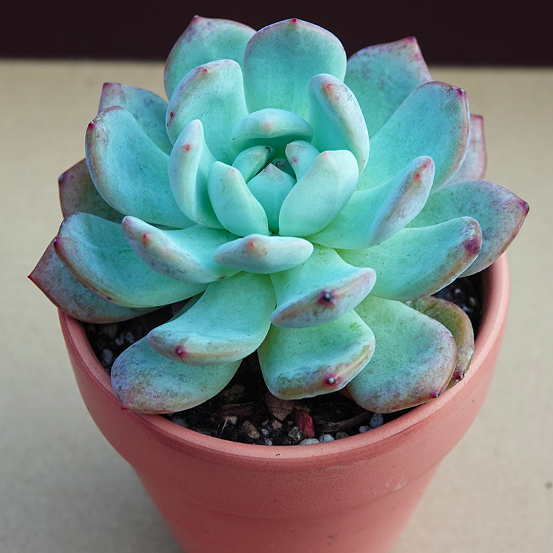 succulents-Shi, Zhan-Ah-photo