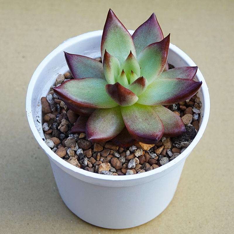 succulents-Shi, Zhan-Ah-photo