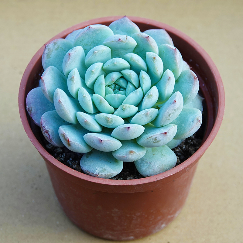 succulents-Shi, Zhan-Ah-photo