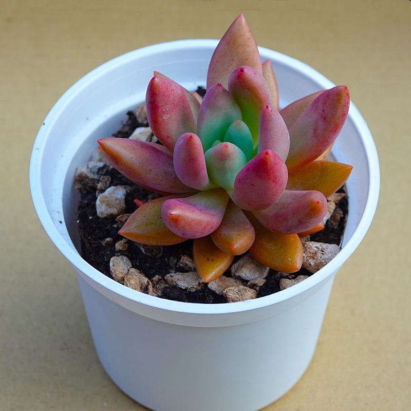 succulents-Shi, Zhan-Ah-photo