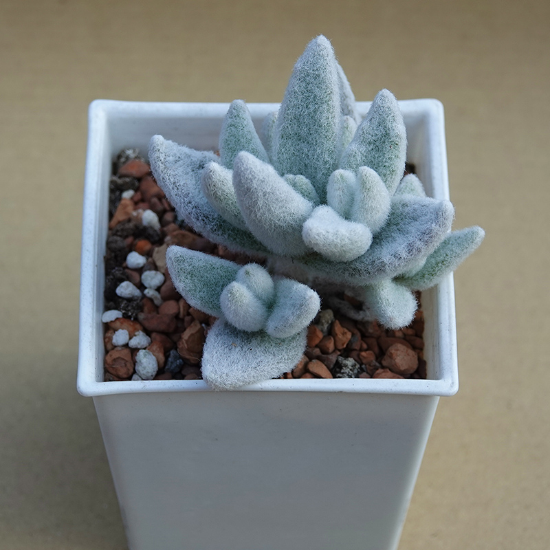 succulents-Shi, Zhan-Ah-photo