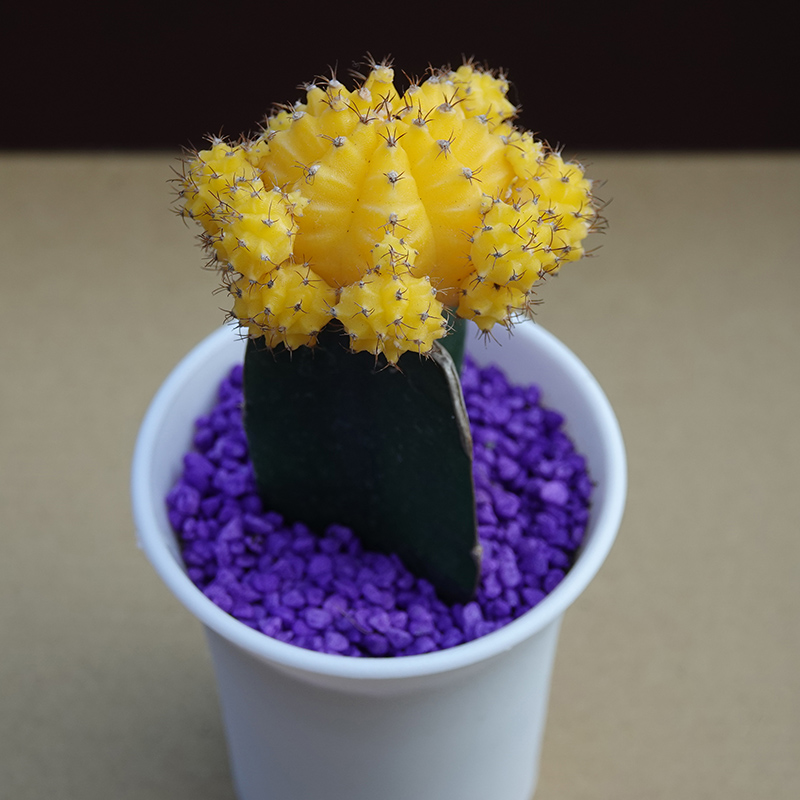 succulents-Shi, Zhan-Ah-photo