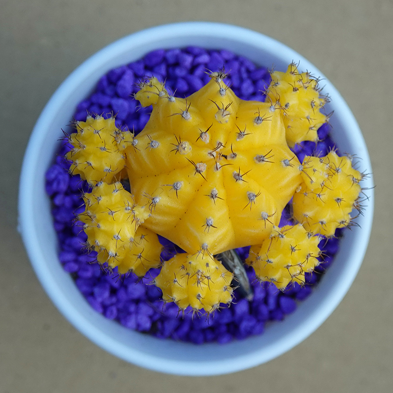 succulents-Shi, Zhan-Ah-photo