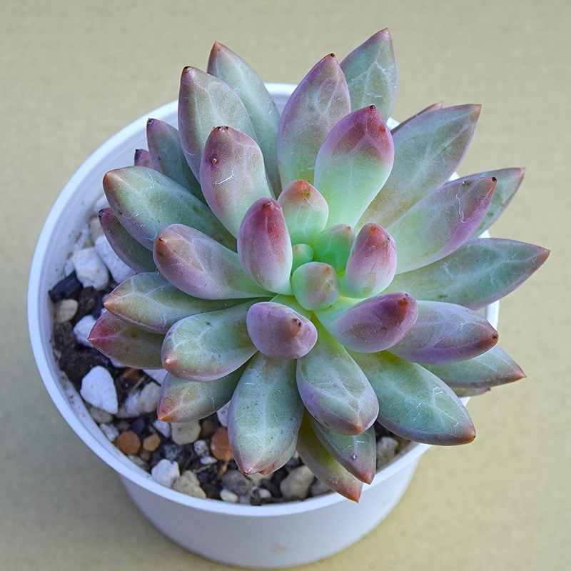 succulents-Shi, Zhan-Ah-photo